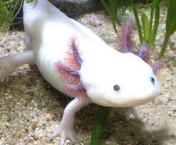 Even rarer than the screaming goat is the blue axolotl. Minecraft Axolotl Colors