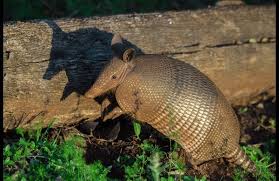 How Thick Is The Shell Of An Armadillo? | Pets On Mom.Com