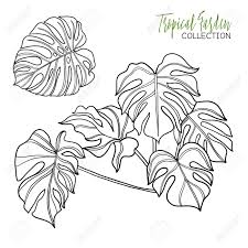 Colorit's newest premium adult coloring book, tropical scenes promises to take you to a land of eternal summer. Monstera Tropical Plant Vector Illustration Coloring Book For Adult And Older Children Coloring Page Outline Drawing Royalty Free Cliparts Vectors And Stock Illustration Image 57226938