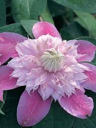 Maybe you would like to learn more about one of these? Clematis Josephine Bluestone Perennials