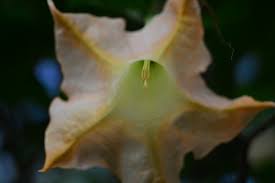 Daun kecubung telah dikenal banyak orang, tetapi fungsinya masih sering dianggap buruk. Tanaman Hias Berbunga Indah Kecubung Angel S Trumpet Datura Swaveolens Planter And Forester