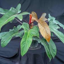 Image result for Stylochaeton