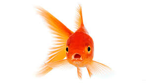 Choose from a curated selection of cat wallpapers for your mobile and desktop screens. Bbc Learning English 6 Minute English Goldfish Brains And Phones