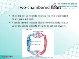 Fish are endothermic, and amphibians are ectothermic. The Human Circulatory System Page 1 Of 101