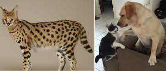 This post is too cute to ignore! Here Are 15 Exotic Animals Trying To Take The Best Pet Title Away From Dogs