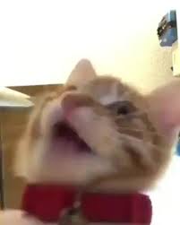 Starting in early 2018, the photographs have been used in memes on instagram, ifunny and reddit, often paired together with walter, staring hamster and other staring animals. Video Memes Jgkeq62y6 By Cattsu 126 Comments