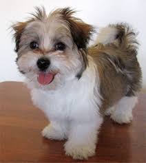 Shih Tzu Mix Cute Dogs Breeds Shih Tzu Maltese Mix Cute Dogs