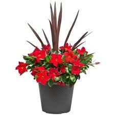 9, 10, 11what is my zone? How To Make A Tropical Container With Rio Dipladenias The Home Depot