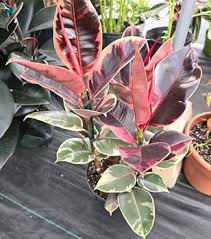 Image result for Ficus elastica