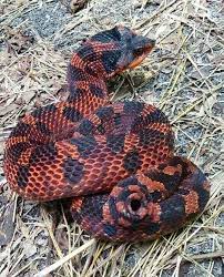 Eastern Hognose Snake Hognose Snake Western Hognose Snake Snake Photos