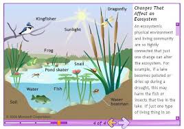 Michael Friel Ecosystem Ecosystems Ecosystem Activities Stem Science Activities