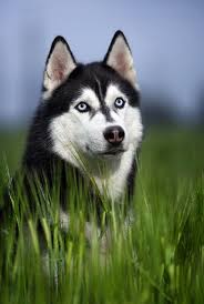 Canil De Husky Siberiano Em Ribeirao Preto Hl4b7530 Husky Dogs Siberian Husky Siberian Husky Dog