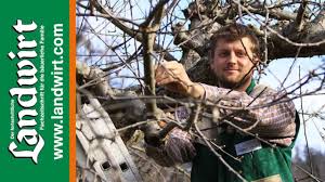 Wie wichtig der obstbaumschnitt in diesem fall ist und wann sie ihren apfelbaum schneiden sollten, erfahren sie in unserem beitrag. Obstbaume Schneiden Richtig Gemacht Landwirt Com Youtube