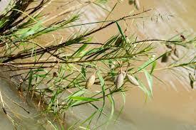 Image result for Gomphocarpus kaessneri