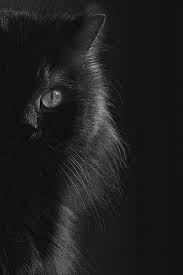 Coba perhatikan gambar diatas, terlihatkan backgroundnya terdiri dari dua warna, bagian atas berwarna hijau. Pin Oleh Erika Davison Di Felidae Kucing Hitam Kucing Dua Warna Hewan