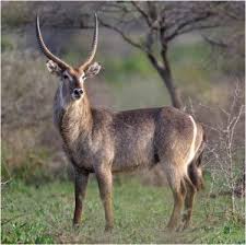 Water Buck 5 500 Their Coats Are Reddish Brown In Color And Become Progressively Darker With Age They Have A White Bi African Animals Animals Animals Wild