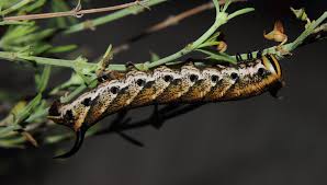 Image result for Ocimum angustifolium