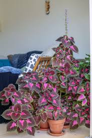 Image result for Coleus