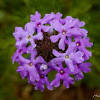 Beautiful dried flowers grown in the usa available to buy online at afloral.com. Https Encrypted Tbn0 Gstatic Com Images Q Tbn And9gcsmfs2fel0si2k2m1w05souhoc6gyvd5jddkph0golca1ydlhex Usqp Cau
