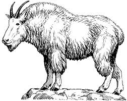 Mountain Goat Drawing Mountain Goat Drawing Mountain Goat Head Drawing Sketch Coloring Page Mountain Goat Art Images Goats