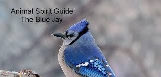 Pin By Cherokee Billie Spiritual Advi On Animal Spirit Totems Spirit Animal Totem Animal Spirit Guides Blue Jay Meaning