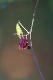 Image result for Rhynchosia elegans