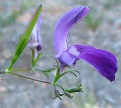 Image result for Brillantaisia pubescens