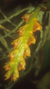 Image result for Bulbophyllum oreonastes