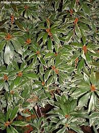 Image result for Pieris japonský little heath obrázek