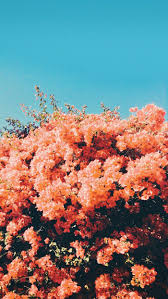 Fotos aesthetic vintage updated their profile picture. Imagenes Aesthetic Fondos Y Wallpapers Para Descargar Gratis Informacion Imagenes