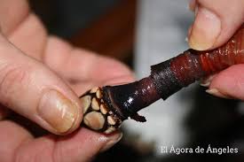 Cómo cocer percebes como si fueras gallego. Como Cocer Y Comer Percebes El Agora De Angeles