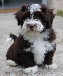 Chiot Elevage Amigo Del Hombre Eleveur De Chiens Bichon Havanais