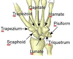 Image result for Pisiform Bone