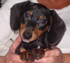 Kennel hounds, dogs and all kinds of cats Dachshund Puppy Dog For Sale In Lakeland Florida