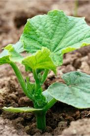 As a ballpark figure, a liter of urine will treat 350 square feet of garden space (4' x 88') if done weekly over 7 months. When How To Fertilize Garden Plants 5 Big Secrets To Success