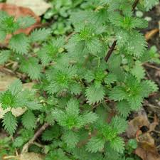 Image result for Urtica urens