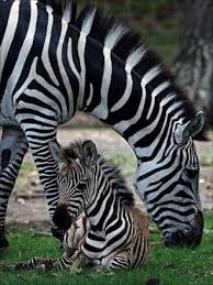 Things To Do For Under 25 This Fall Best Pets For Kids Franklin Park Zoo Pets