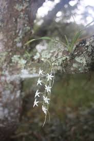 Image result for Ypsilopus erectus