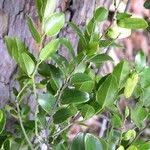 Image result for Ventilago