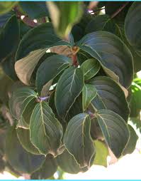 Check spelling or type a new query. Cornus Kousa Heart Throb Moon Nurseries