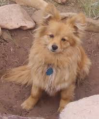 Maybe you would like to learn more about one of these? Corgiranian Dog Breed Information And Pictures