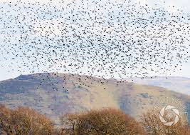 Jack Cheadle's jewellers shop and Lucy Spencer's sweet shop in Bradford  Street, Shifnal, Shropshire, seen in 1965.