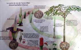 Historia dziwidła olbrzymiego w ogrodzie. Dziwidlo Olbrzymie Czyli Amorphophallus Titanum Kwitnienie W Przyspieszonym Tempie Nastrojowyogrod
