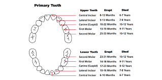 teething chart thetot