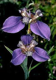 Image result for Indigofera roseo-caerulea