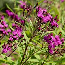 Image result for Vernonia myriantha