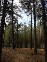 Our top picks lowest price first star rating and price top location fantastic, beach nearby & local trains and buses towards liverpool/southport a short walk. Formby Beach Bild Von Formby Beach Tripadvisor