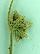 Image result for Cyperus laevigatus