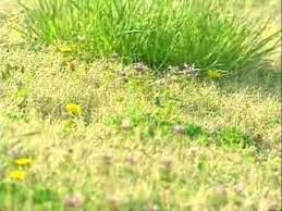 Seeing purple in your backyard? Pesky Purple Weeds Invade Oklahoma Youtube