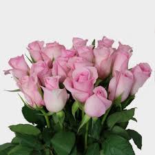 Make sure this fits by entering your model number.; Sweetheart Roses Pink Wholesale Blooms By The Box